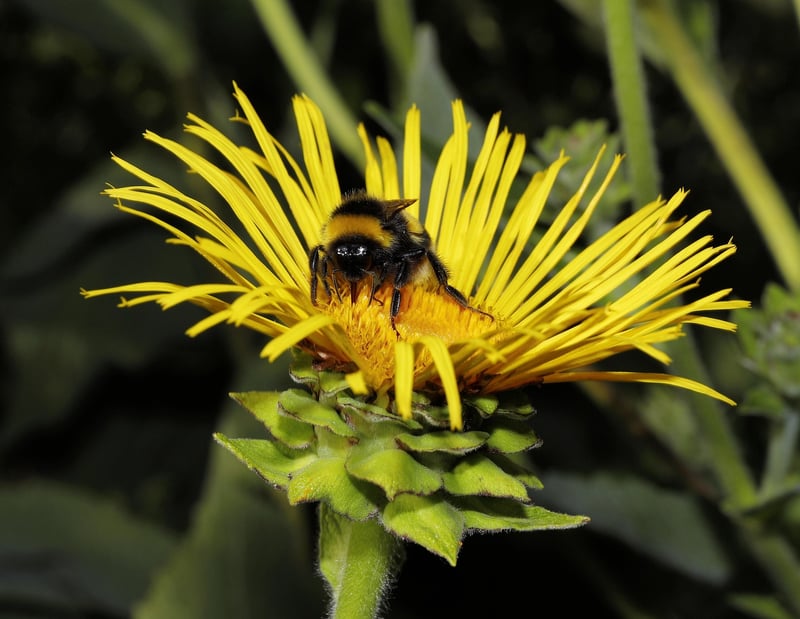 Elecampane Plant
