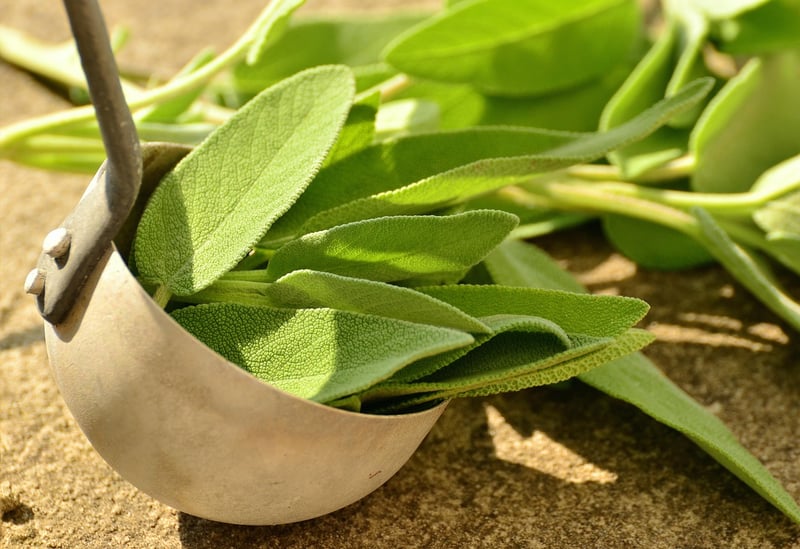 Sage Plant
